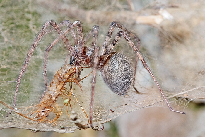 Tegenaria parietina